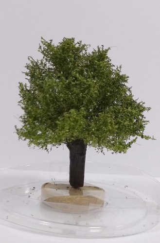Przejdź do produktu FREON WP1 - Wierzba - wysokość 6-8 cm