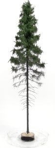 FREON SGPW1 - Świerk Górski wysokopienny - wysokość 28-30 cm