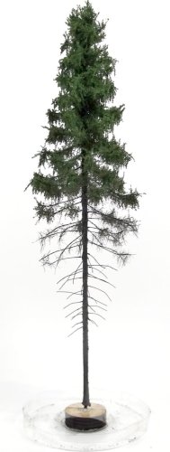 Przejdź do produktu FREON SGPW1 - Świerk Górski wysokopienny - wysokość 28-30 cm