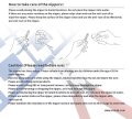 DSPIAE-ST-A3 (12).jpg