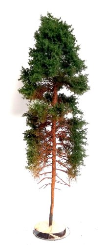 Przejdź do produktu FREON SOB1 - Sosna obrzeżna - wysokość 18-20 cm