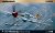 eduard-82107-p-51B-mustang.jpg