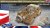 gecko-35gm0061-bedford-radio.jpg