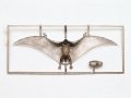 tamiya-60204-pteranodon (8).jpg