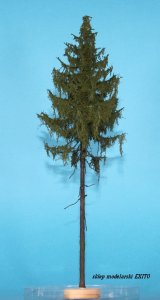 FREON MPW0 - Modrzew Europejski - Pień wysoki - wysokość 25-30 cm