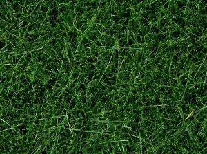 NOCH 07094 - Wild Grass Dark Green - Posypka 100 g ( trawa 6 mm )