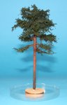 FREON SOD2 - Sosna - wysokość 14-16 cm