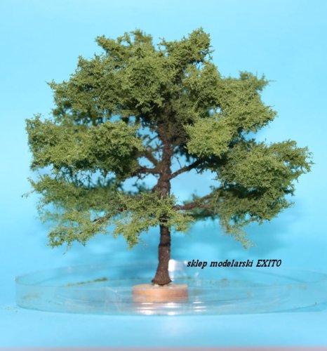 Przejdź do produktu FREON DAB1 - Dąb - wysokość 14-17 cm