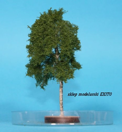 Przejdź do produktu FREON BR3 - Brzoza - wysokość 8-12 cm