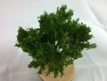 FREON KR - Krzak - wysokość około 6 cm
