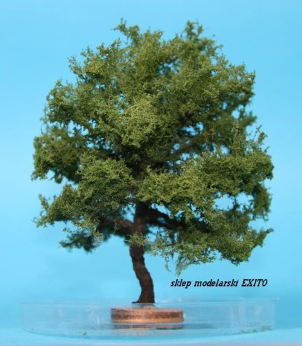 Przejdź do produktu FREON DAB2 - Dąb - wysokość 12-14 cm