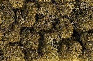 NOCH 08600 - Lichen - Stone Gray - Porosty/ mchy/ krzewy 35 g