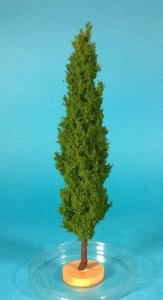 FREON TOP1 - Topola - wysokość 18-20 cm
