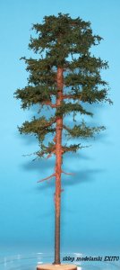 FREON SOD1 - Sosna - wysokość 18-20 cm