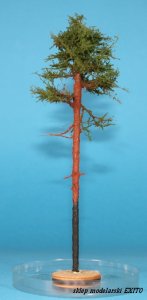 FREON SOM1 - Sosna młoda - wysokość 18-20 cm