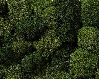 Przejdź do produktu NOCH 08610 - Lichen - Green Mix - Porosty/ mchy/ krzewy 35 g